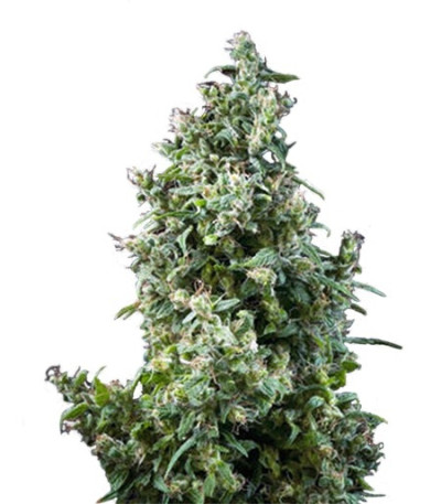 Семена сорта White Bhutanese fem