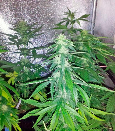 Сорт каннабиса Super Bud