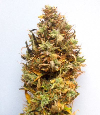 Семена сорта Apple Betty Auto fem (Herbies Seeds)