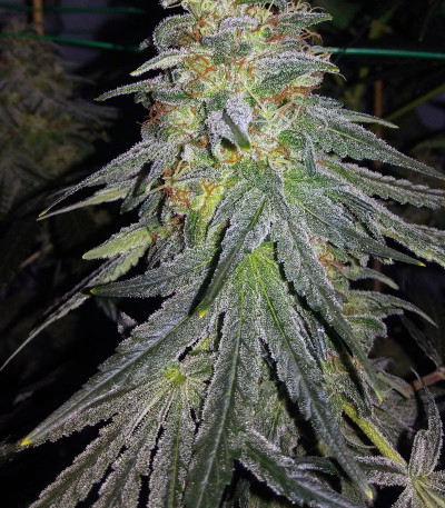 Семена сорта Bruce Banner #3 fem (Original Sensible Seeds)
