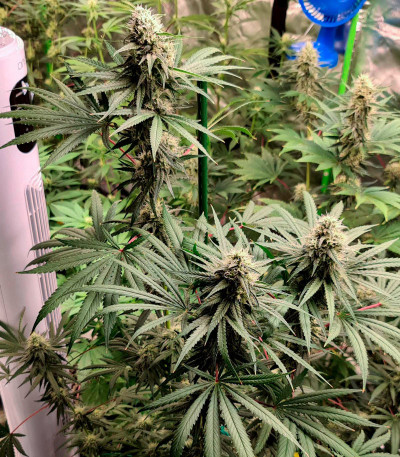 Семена сорта Fast Flowering OGKZ fem (Humboldt Seeds)