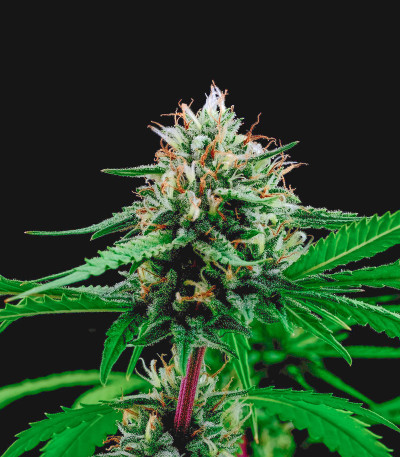 Семена сорта Utopia Haze fem (Barney's Farm)