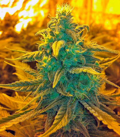 Семена сорта Exodus Cheese fem (Green House Seeds)