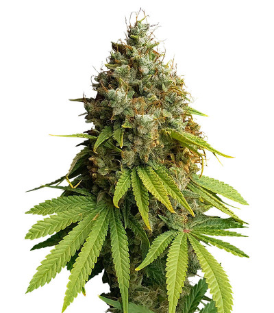 Семена сорта Apple Fritter Fast Version fem (7CH American)