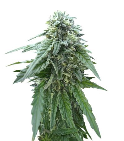 Семена сорта Early Skunk reg (Sensi Seeds)