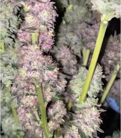 Семена сорта Mimosa X Orange Punch fem (Barney's Farm)