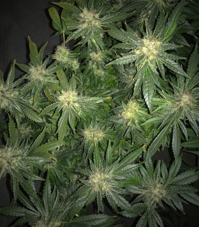 Семена сорта Anubis fem (Pyramid Seeds)