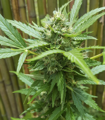 Семена сорта Auto Daiquiri Lime fem (Dutch Passion)