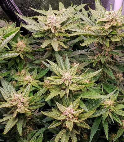 Семена сорта Purple Juice Auto fem (Herbies Seeds)