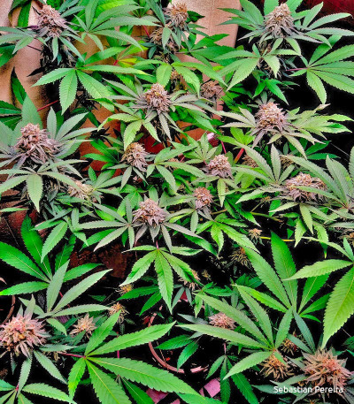 Семена сорта Mimosa Evo fem (Barneys Farm)