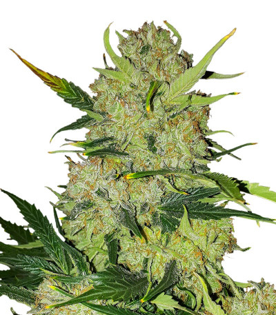 Семена сорта Apollo F1 Auto fem от RQS