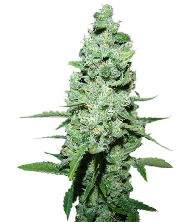 Семена сорта AK 47 reg (Serious Seeds)