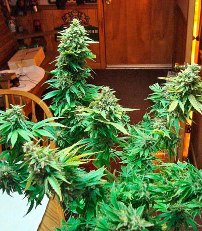 Семена сорта Afrodite fem