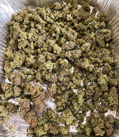 Семена сорта Bruce Banner # fem (AlphaFem Seeds)