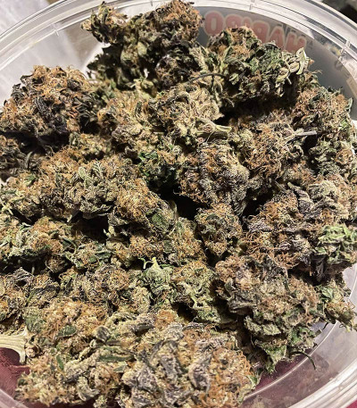 Семена сорта Glue Cookies fem (AlphaFem Seeds)