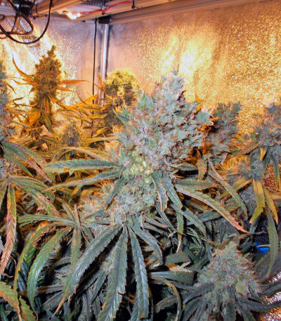 Семена сорта Liberty Haze fem (Barney's Farm)