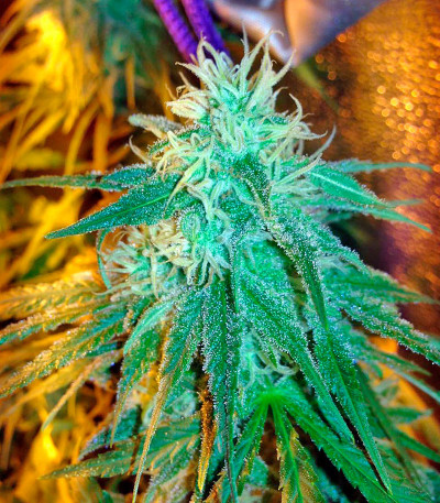 Семена сорта Skunk + (Power Skunk) fem (Kannabia Seeds)