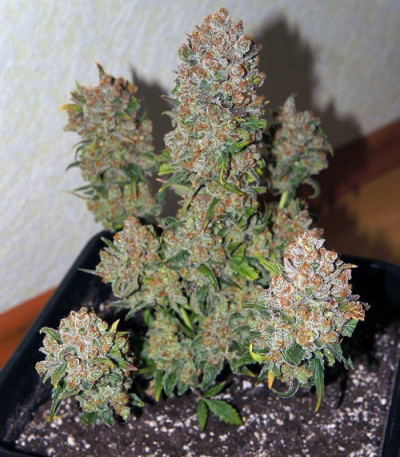 Семена сорта Rhino Ryder Auto fem (FastBuds)