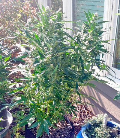 Семена сорта Sour Diesel Auto fem (Humboldt Seeds)