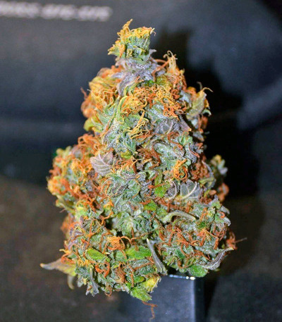 Семена сорта Cream Mandarine XL Auto fem (Sweet Seeds)