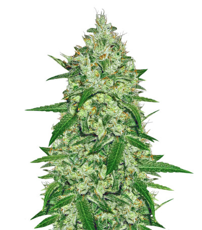 Chemdog fem Anesia Seeds