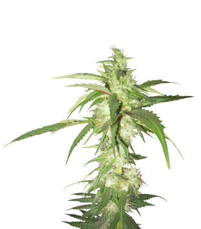 Семена сорта LA Confidential reg (DNA Genetics)