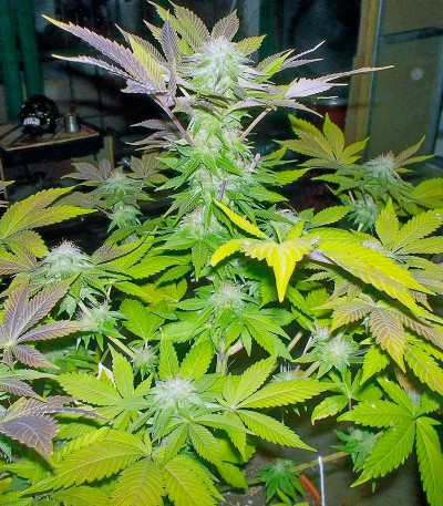Семена сорта White Widow fem (Pyramid Seeds)