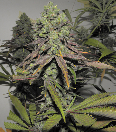 Семена сорта Canadian Kush 2.0 fem