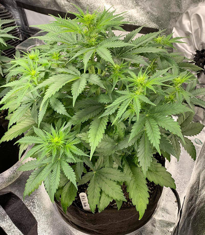 Семена сорта Auto NHL Diesel fem (Victory Seeds)