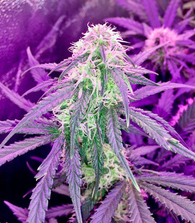 Семена сорта Auto Bubble Gum fem (00 Seeds)