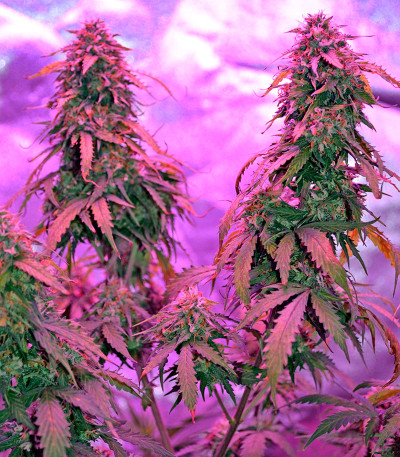 Семена сорта Auto Northern Lights fem (00 Seeds)