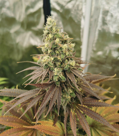 Семена сорта Blueberry fem (Dutch Passion)