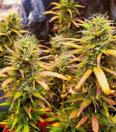 Семена сорта Northern Lights Auto fem (Herbies Seeds)