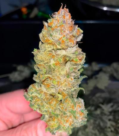 Семена сорт OG Kush Fast Version fem (Семяныч)