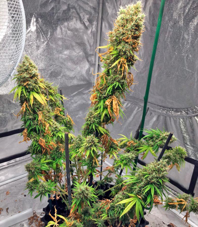 Семена сорта White Strawberry Skunk fem (Strain Hunters)