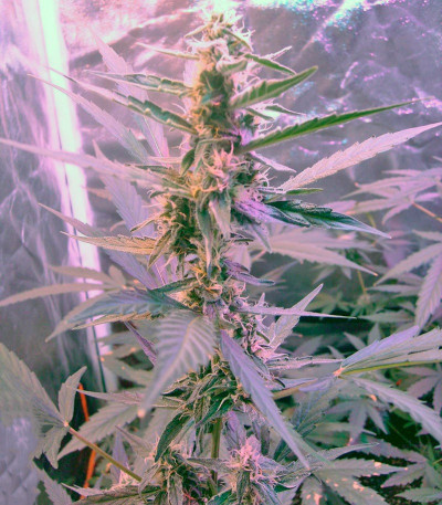 Семена сорта Green-O-Matic auto fem