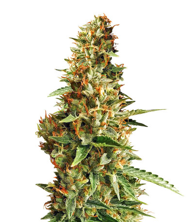 Семена сорта DO-SI-DOS fem (Cali Buds Seeds)