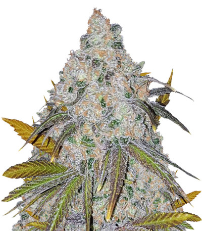 Семена сорта White Caramel Cookie fem (Sumo Seeds)