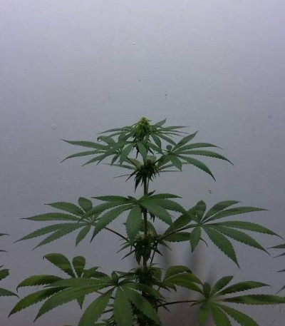 Семена сорта Bona Dea CBD+ fem (Vision Seeds)