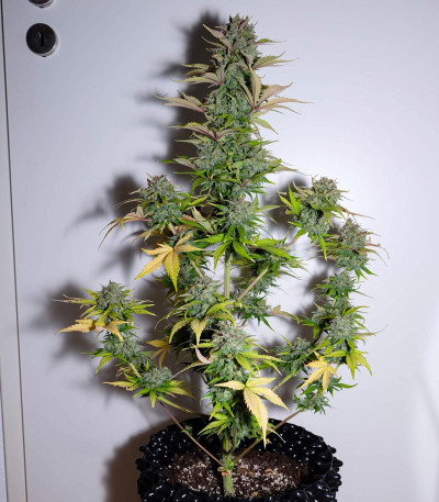 Семена сорта G14 auto fem (FastBuds)