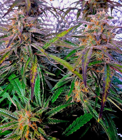 Семена сорта Mango Sherbert Auto fem от Humboldt Seed Company