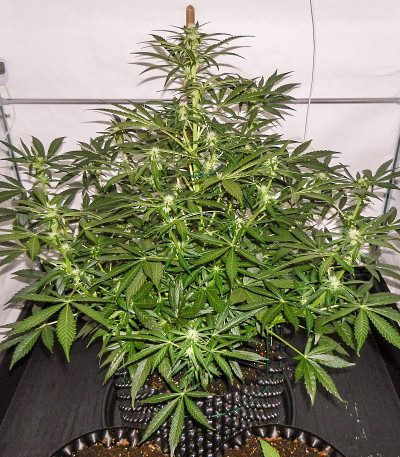Сорт конопли Royal Gorilla Automatic fem (Royal Queen Seeds)