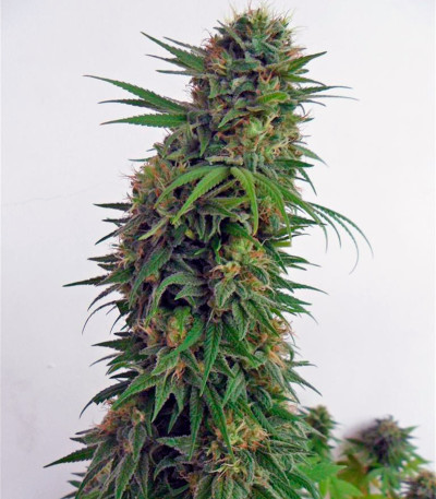 Сорт мархуаны Snow Bud