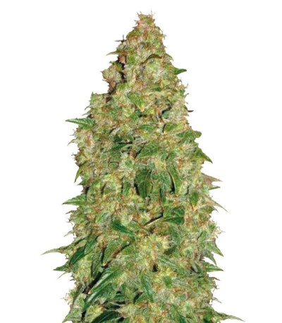 Семена сорта Dubai Poison fem