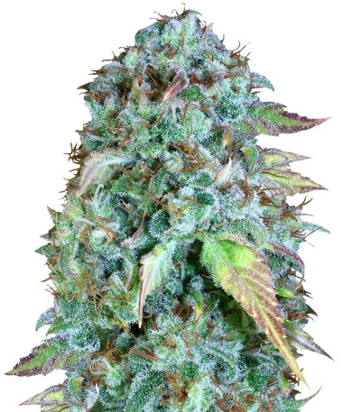 Семена сорта Serious Happiness reg (Serious Seeds)