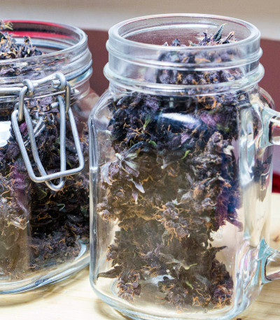 Семена сорта Auto Purple fem (Pyramid Seeds)