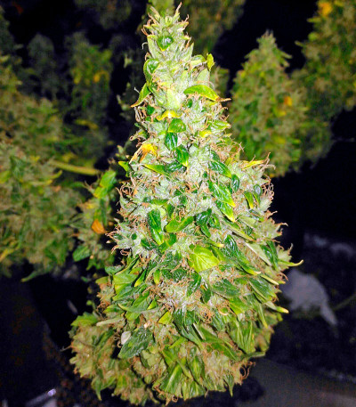 Семена сорта Fruit Punch Auto fem (Heavyweight Seeds)