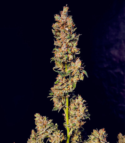 Семена сорта Gorilla Punch Auto fem (FastBuds)