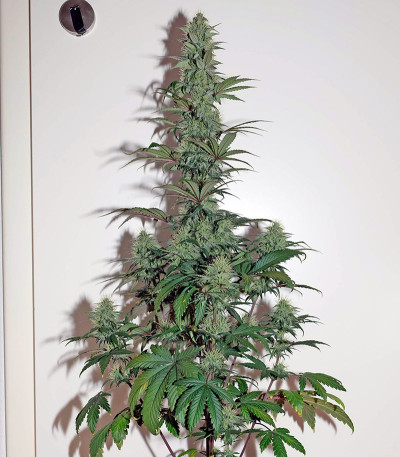 Семена сорта OG Kush Autoflowering fem (Dinafem Seeds)