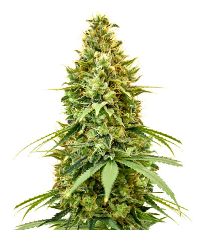 Семена конопли сорта Amnesia Haze